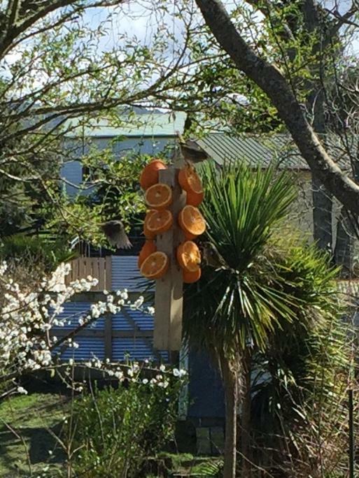 Union Street Hideaway Apartamento Waihi Exterior foto